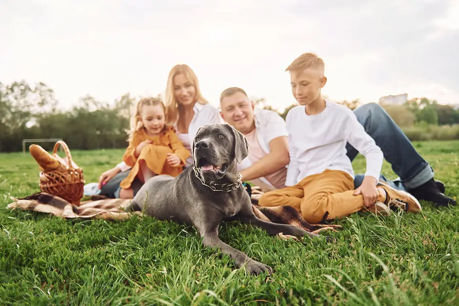 🚀 Revolutionizing Pet Care: The Ultimate Mobile App for Pet Owners & Businesses